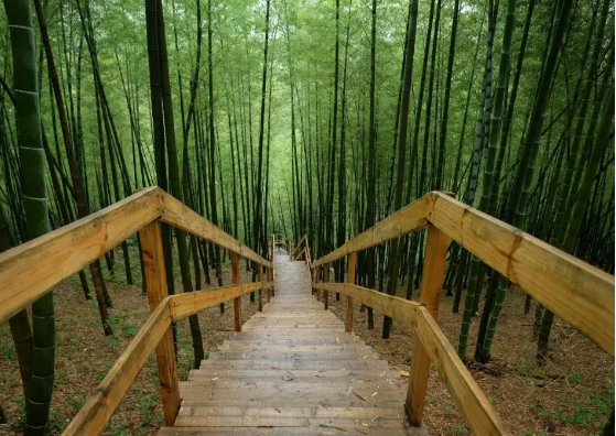 安吉大竹海1